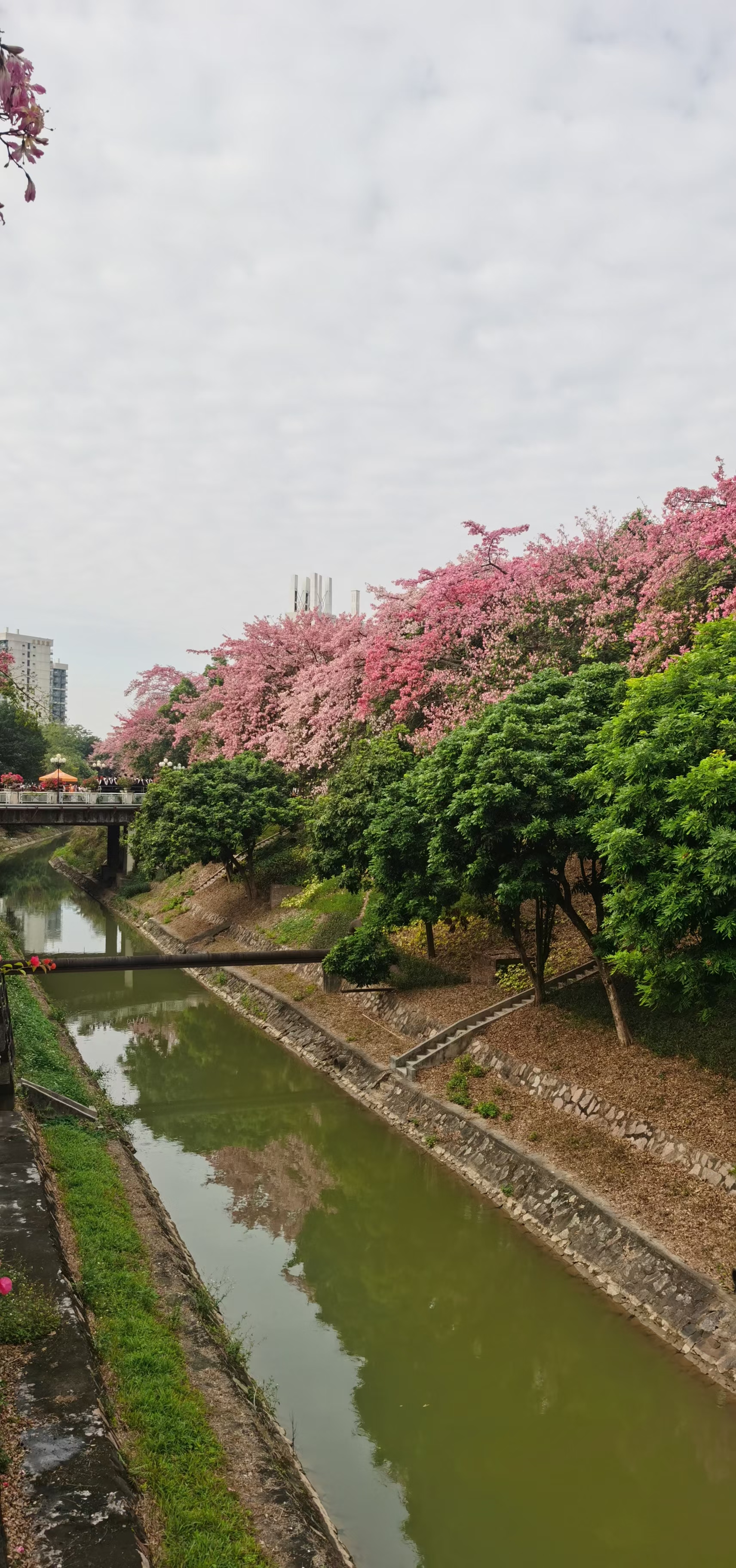 花季传媒黄老版本下载花季传媒黄老版本，青春的印记与传承-第3张图片