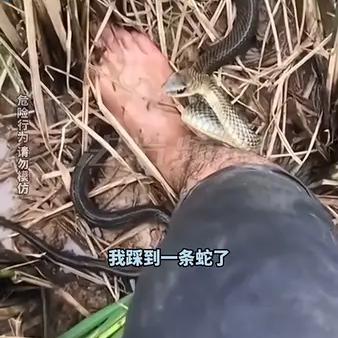 被一条蛇咬了之后的小说被一条蛇C到崩溃