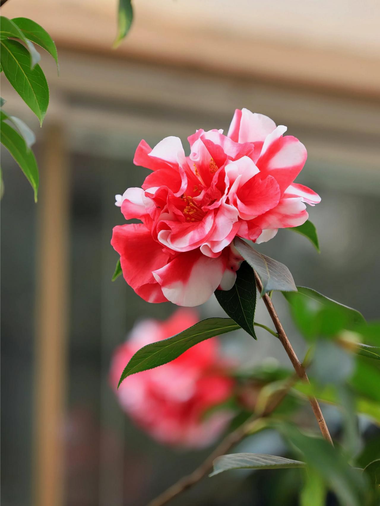 春暧花香免费性春暖花最新地址揭秘