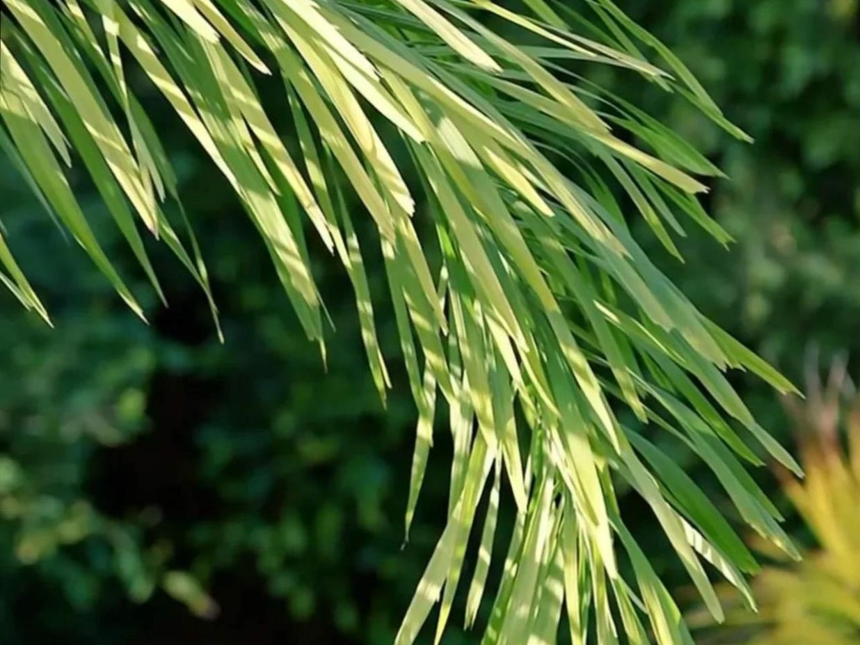 大荫蒂，又大又长又硬又紧又粗的植物