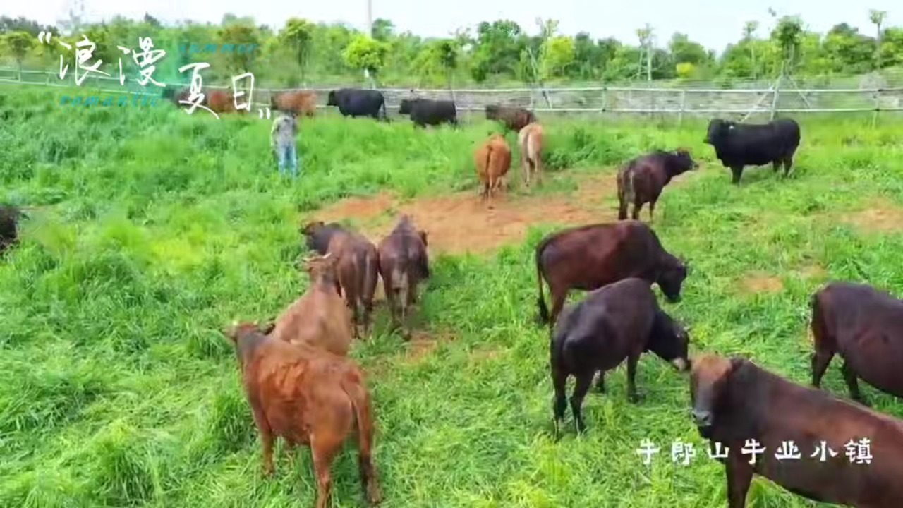 一起牛吧，探索牛业新天地-第3张图片