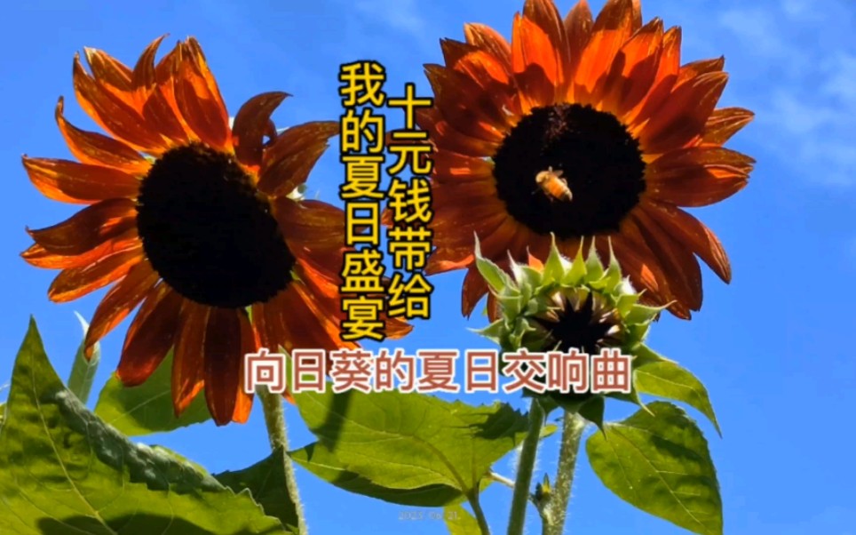 向日葵视频app污视频免费向日葵视频app，免费污视频盛宴-第3张图片