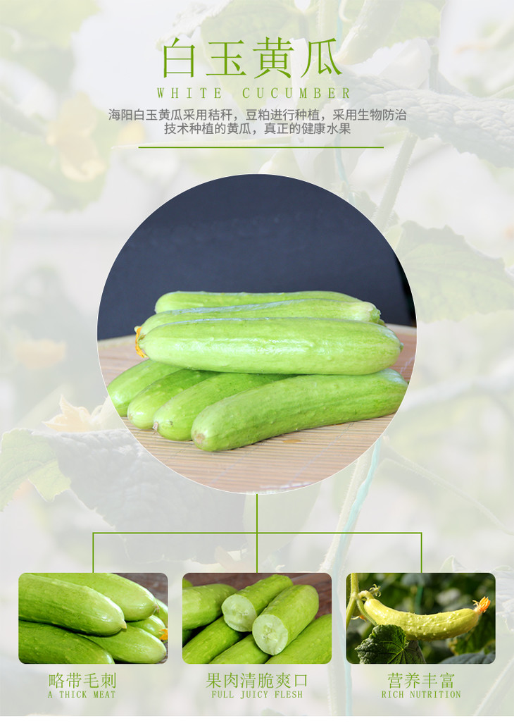 黄瓜苹果官方二维码黄瓜苹果官方二维码，便捷生活新体验-第2张图片