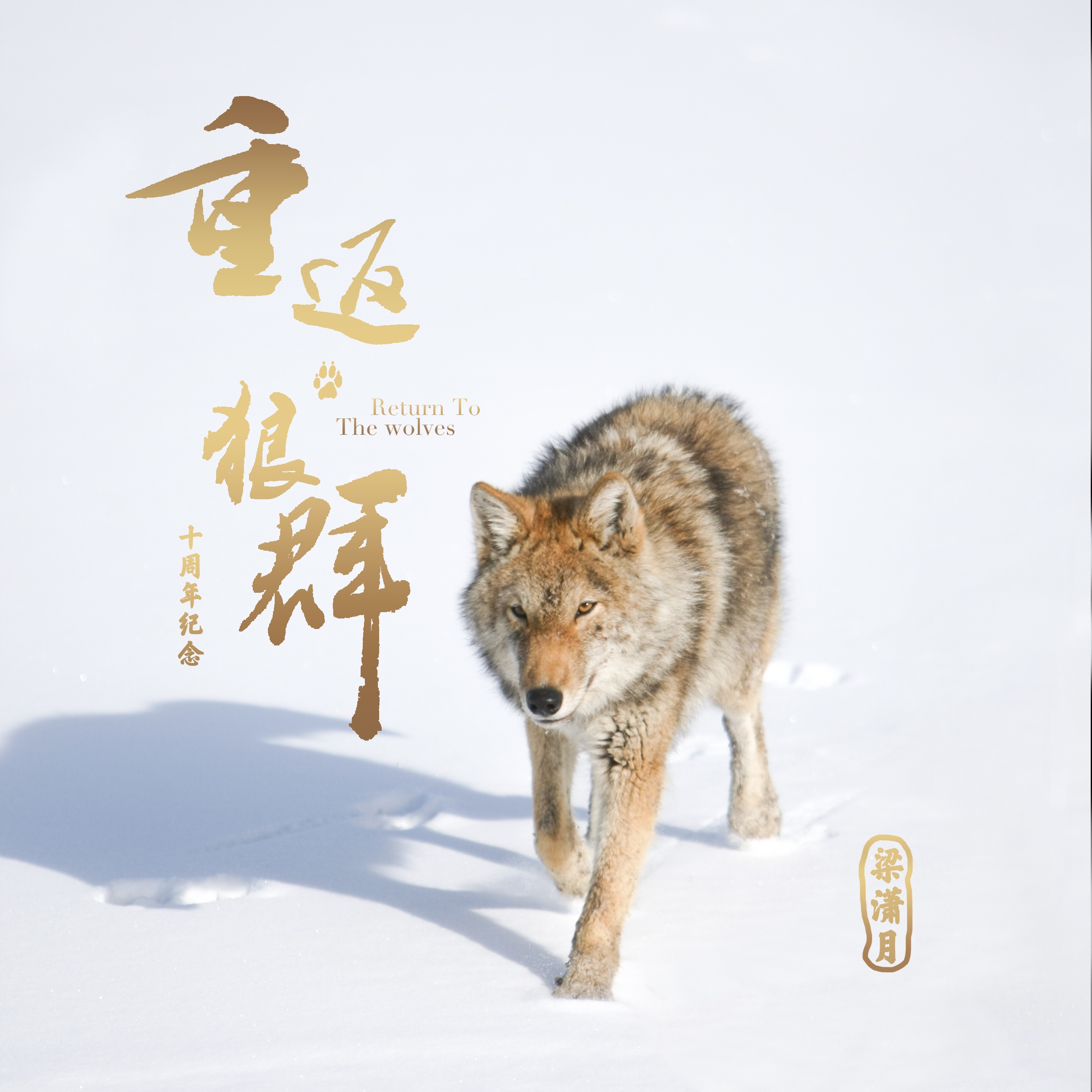 狼群影院手机在线观看狼群影院手机在线观看体验-第3张图片
