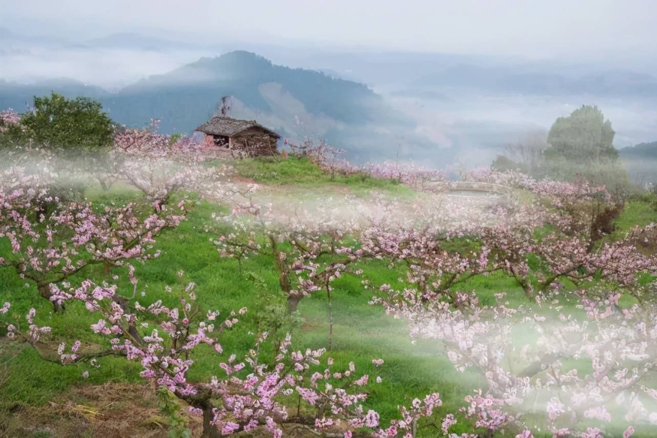 桃花影院电视剧在线播放久久精品，品质生活的追求