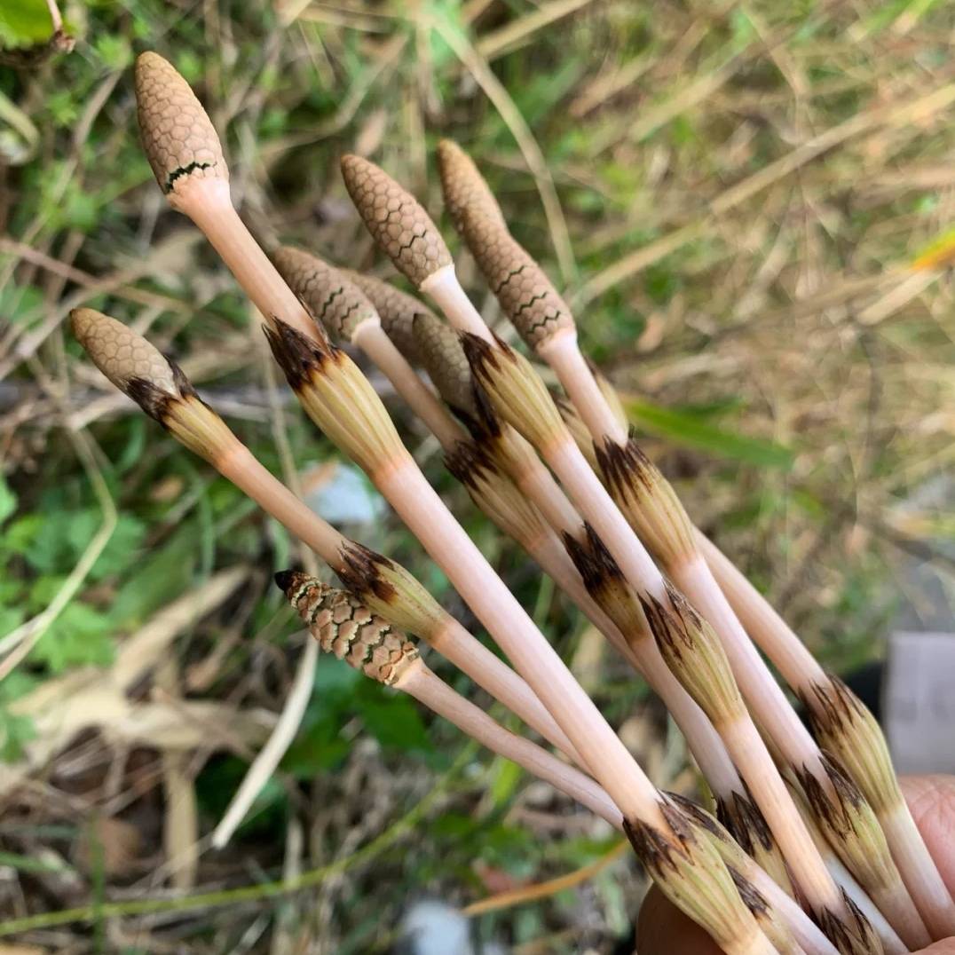 笔头菜，美味与健康的完美结合-第3张图片