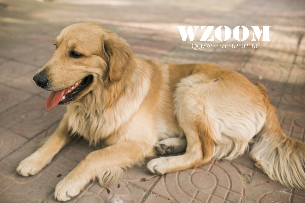 Zoom动物高清啦啦啦