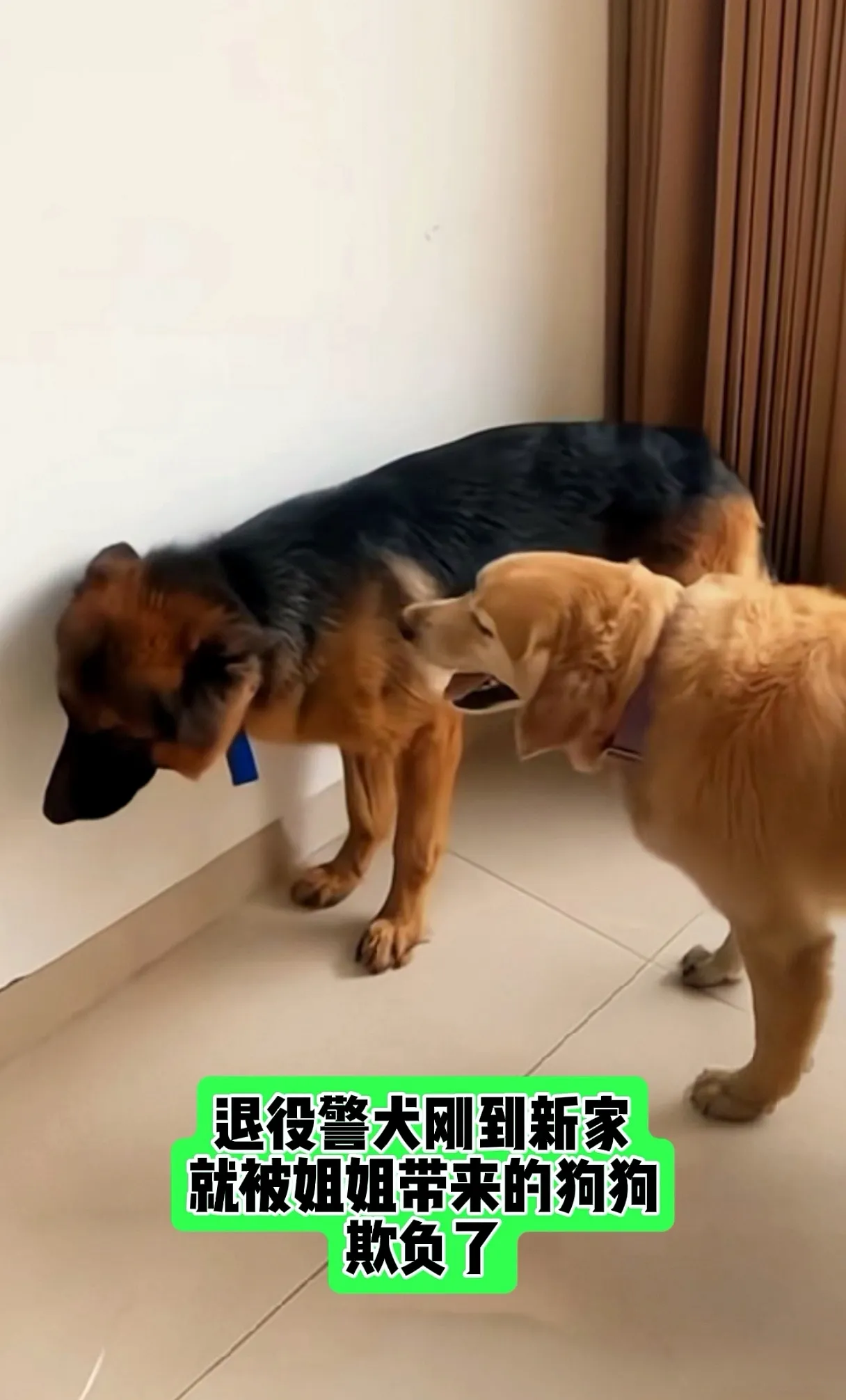 和狗狗卡了一晚上-第2张图片