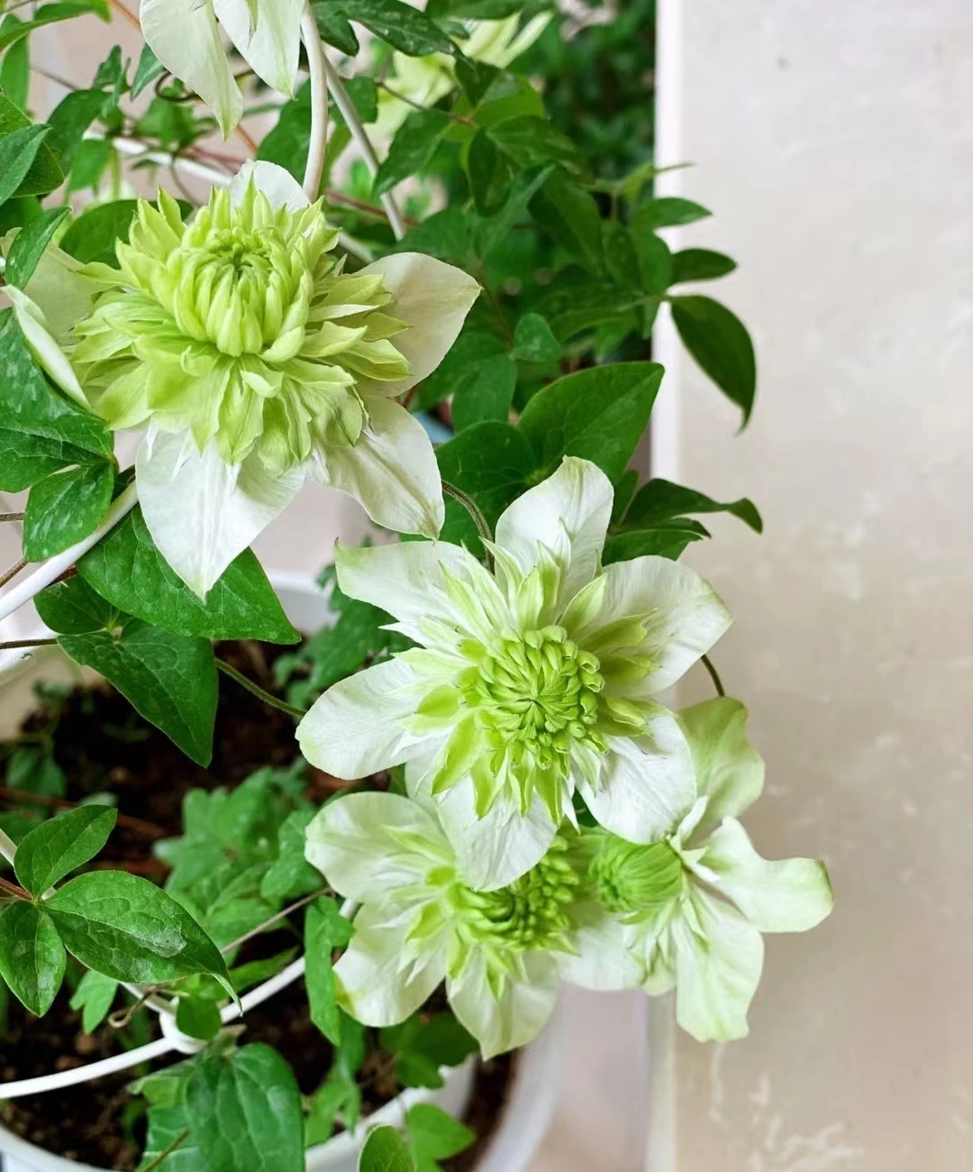 春暖花开性8官网介绍
