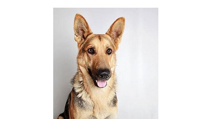 犬吠测吉凶犬吠测吉凶