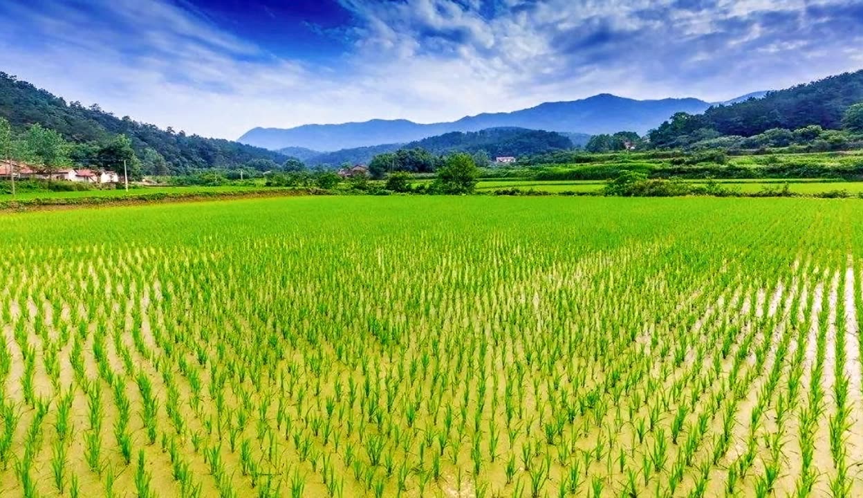 野草影院手机在线观看免费6080野草影院手机在线观看免费体验-第1张图片