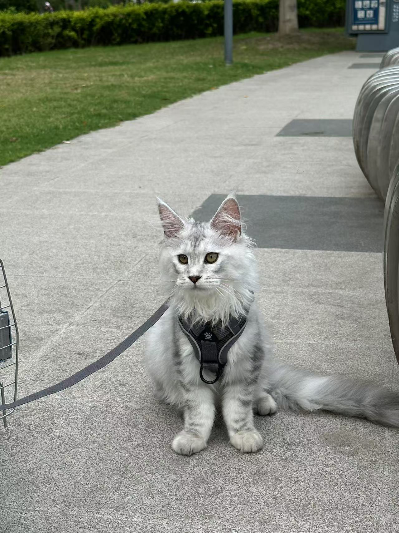 猫咪3.0，宠物界的未来-第2张图片