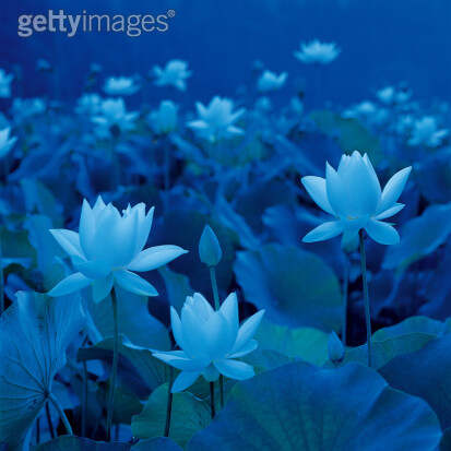 莲花盘坐整根吸入H莲花盘坐整根吸入-第3张图片