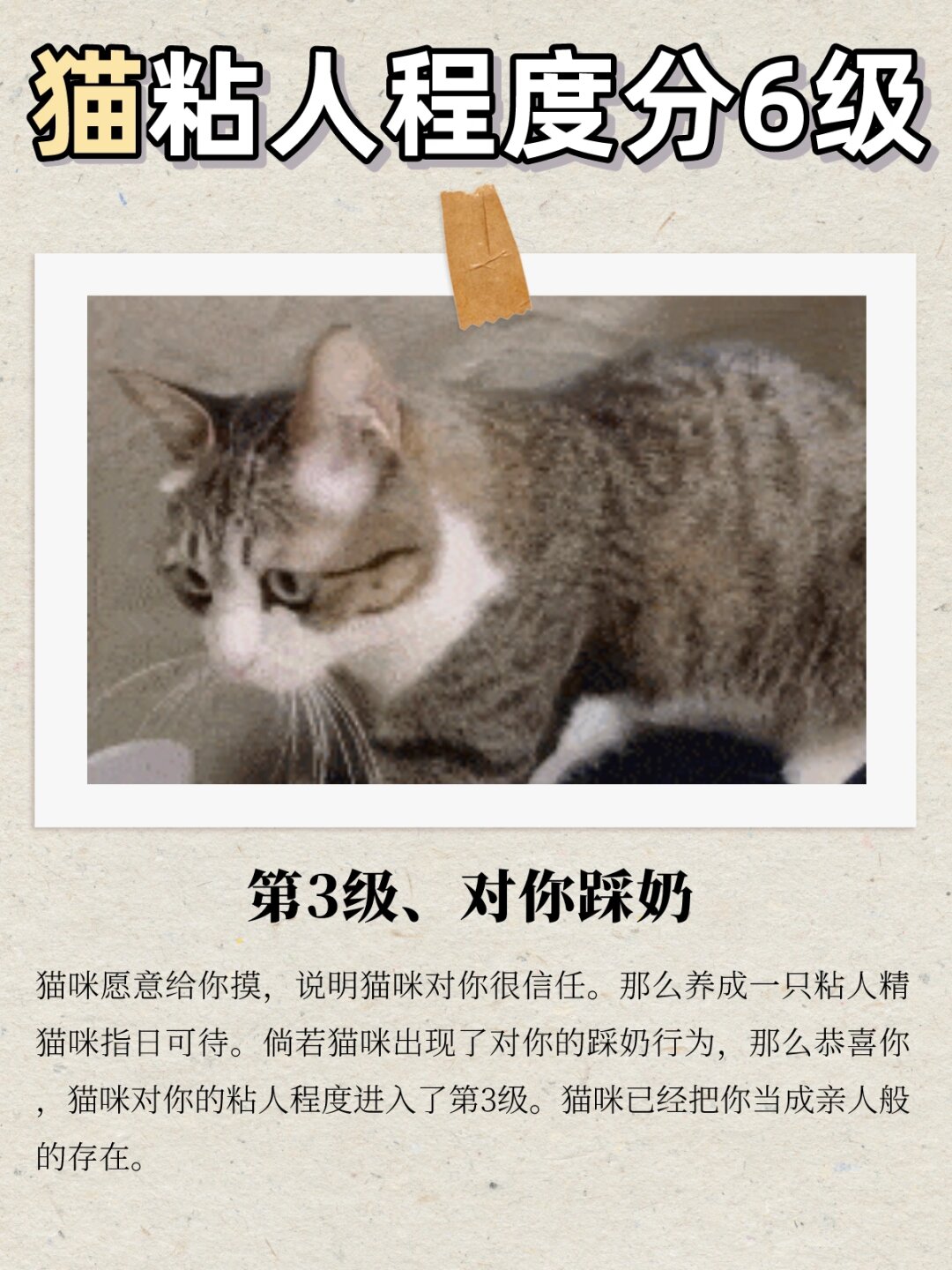 老版猫咪3.0.1的优势老版猫咪3.0.1，宠物的经典与新篇章