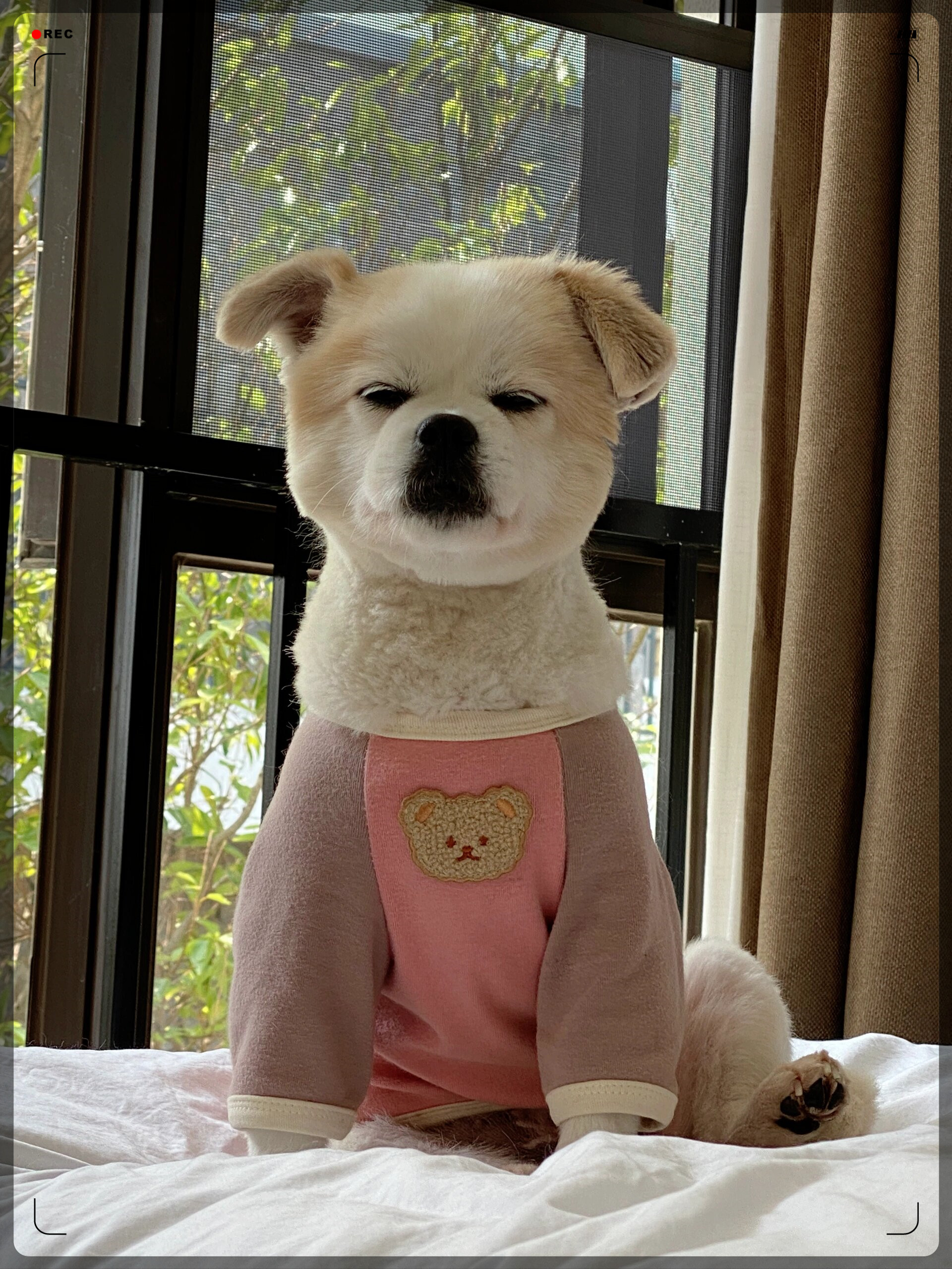 狗狗大东西直接进卡在里面,是真的吗?狗狗的大东西卡里面的经历