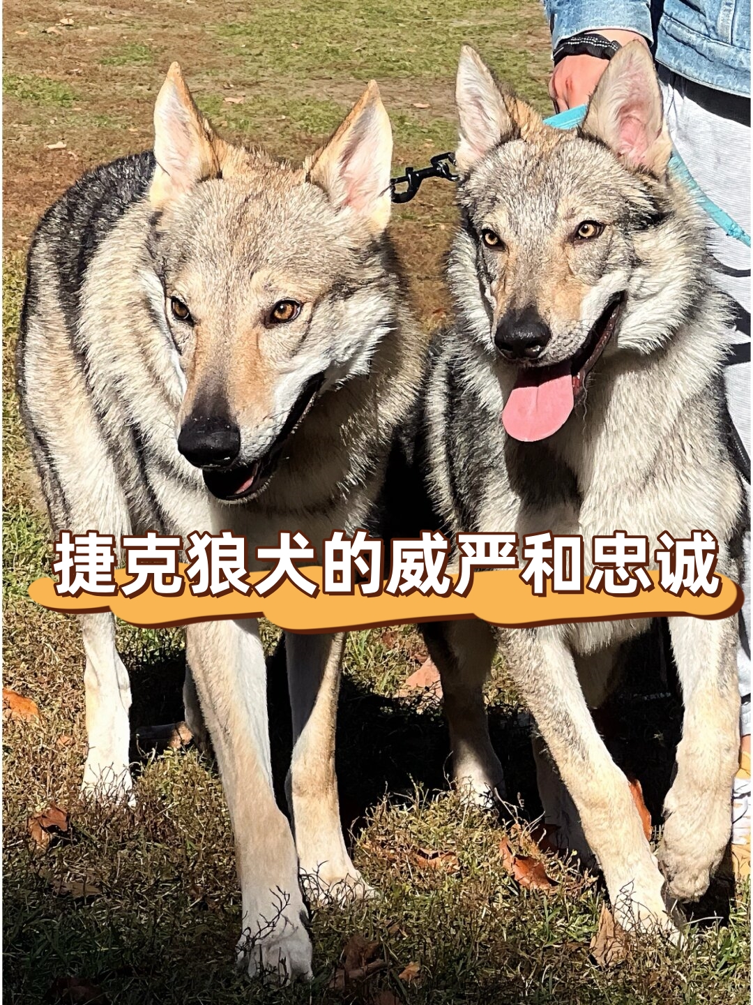 广西的狼精英主论坛广西狼精英主论坛，探索狼性精神的卓越之地-第2张图片