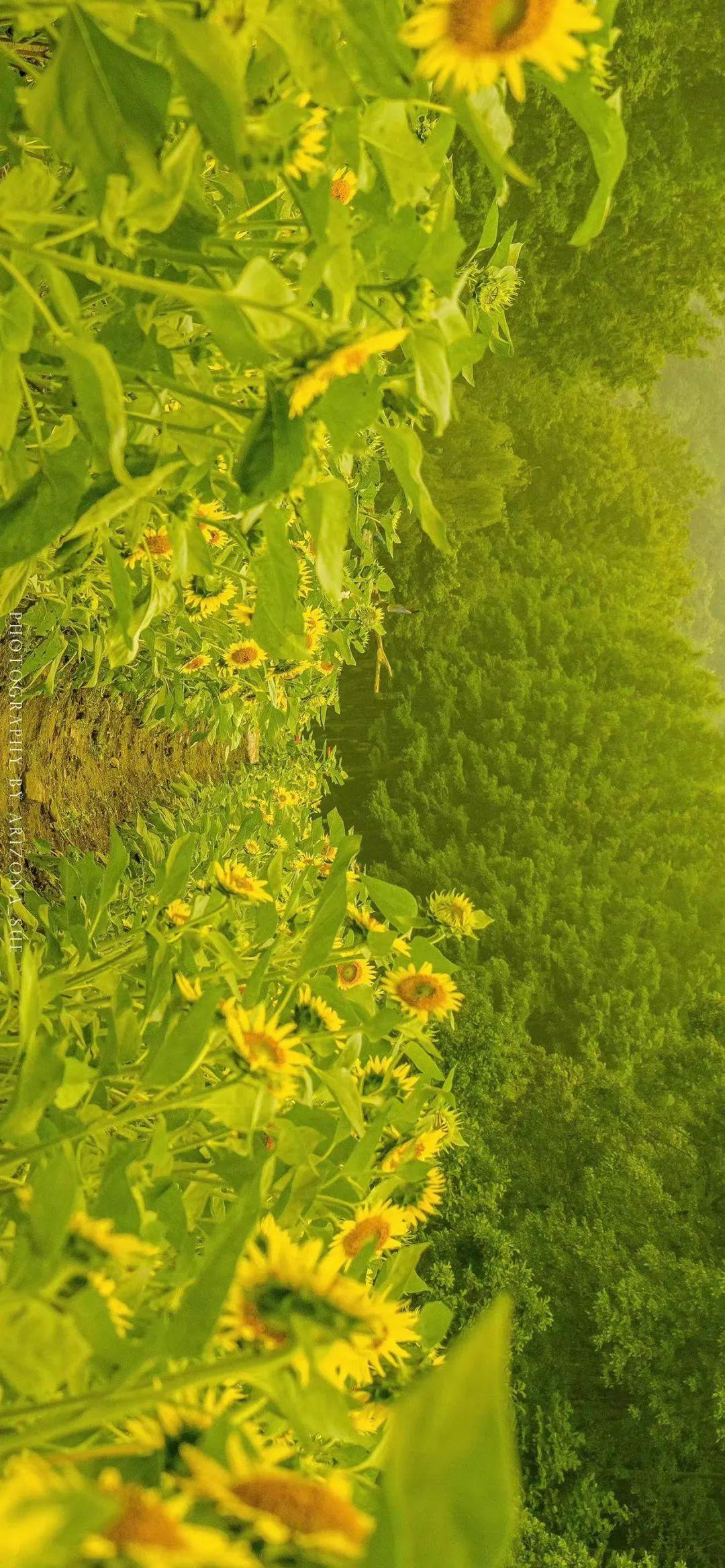 免费的行情网站www下载大全向日葵无限破解免费下载IOS，解锁你的应用宝藏-第2张图片