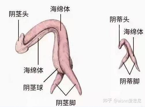 荫蒂被男人添的好舒服A片