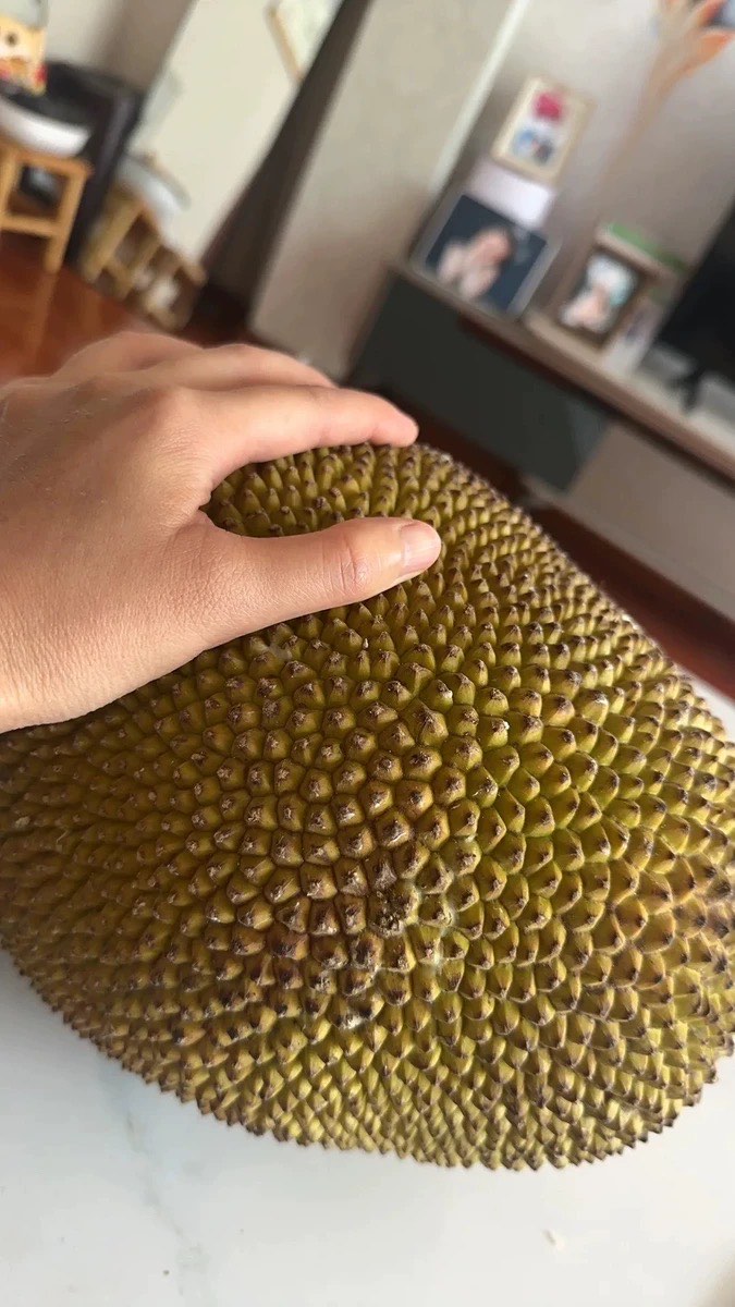菠萝菠萝蜜在线观看免费高清视频