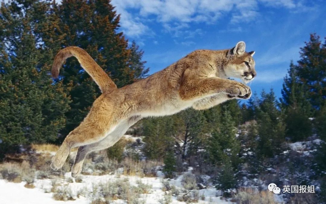 国产猛兽，粗壮、爽快、大而黄-第1张图片