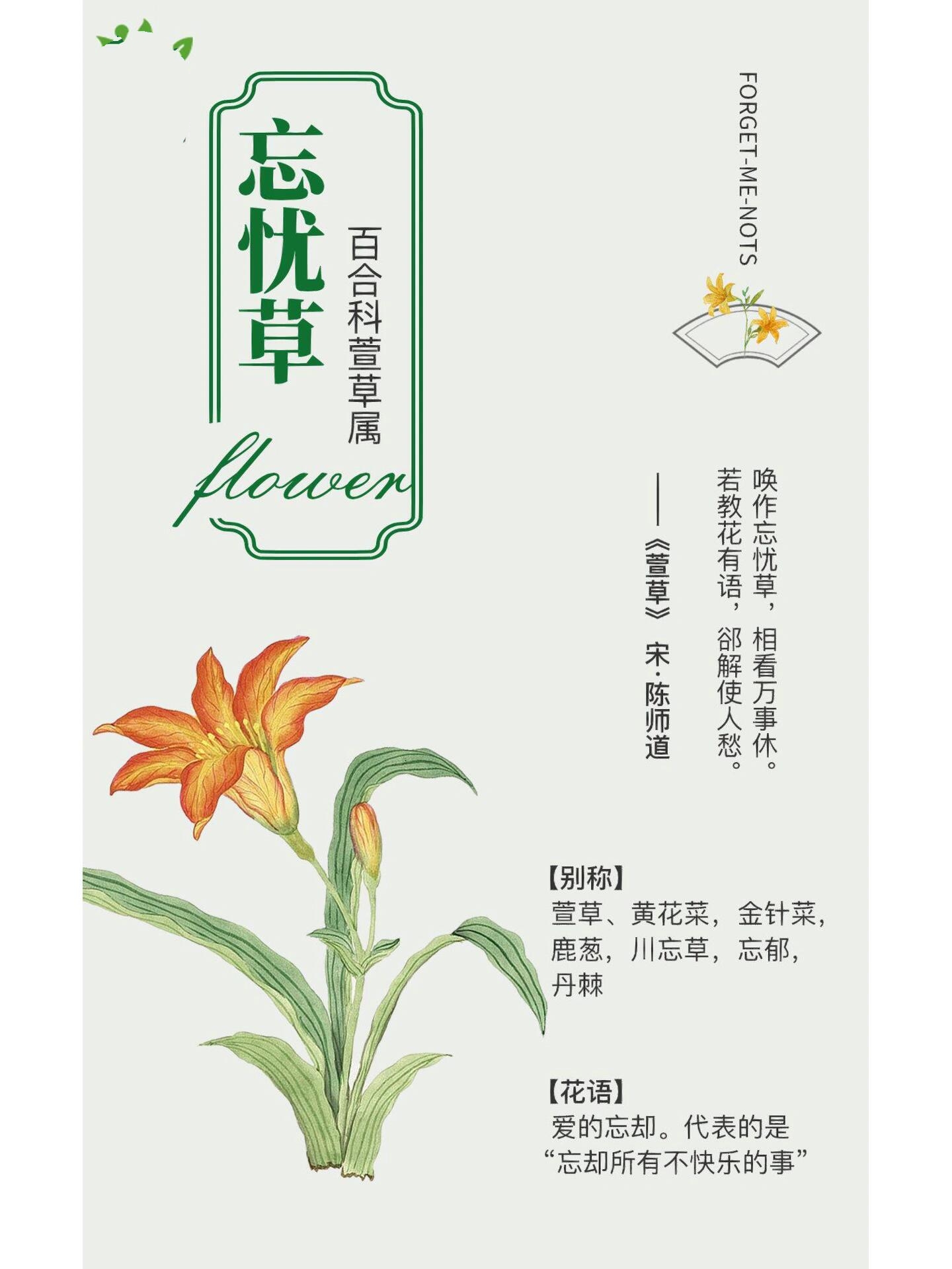 忘忧草图片做头像忘忧草图片