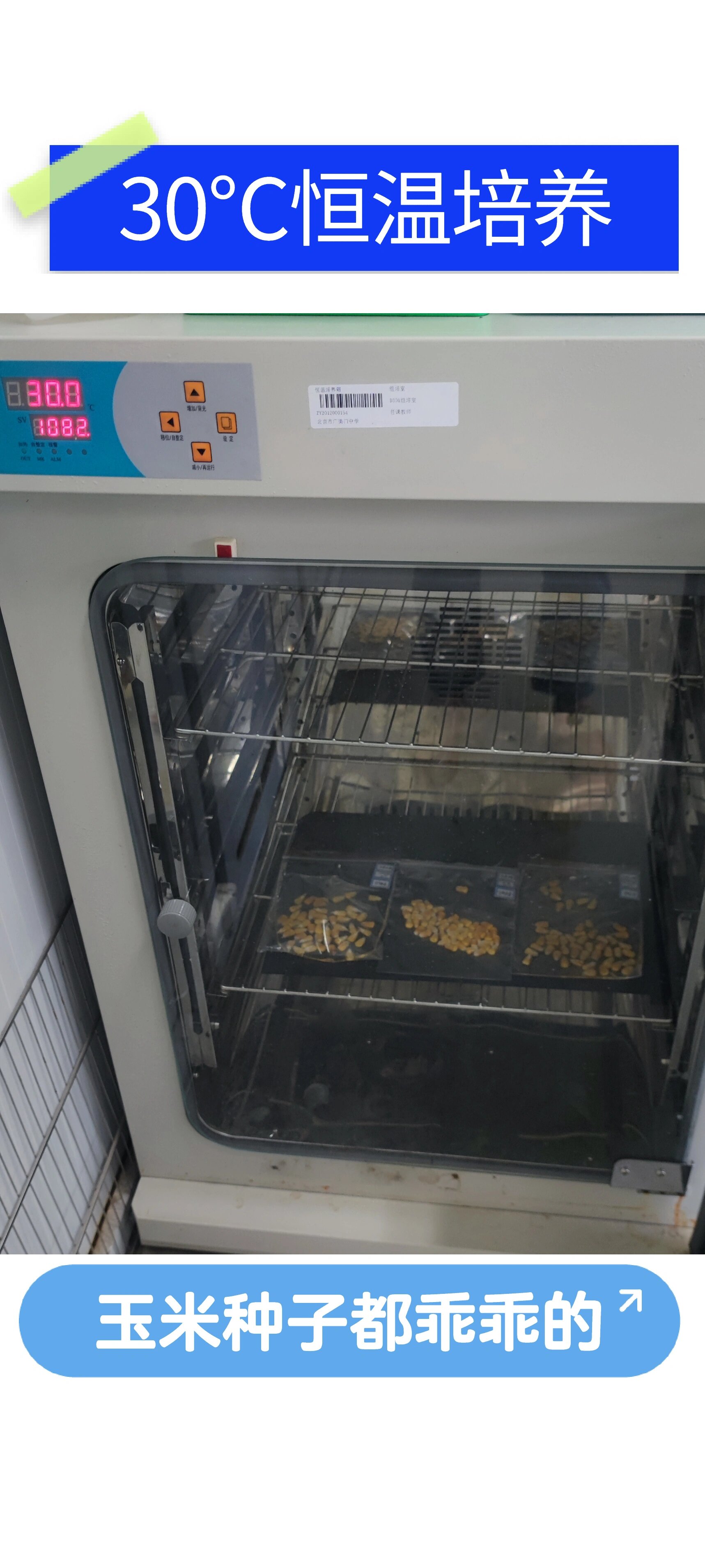 生物课老师拿自己做繁殖实验