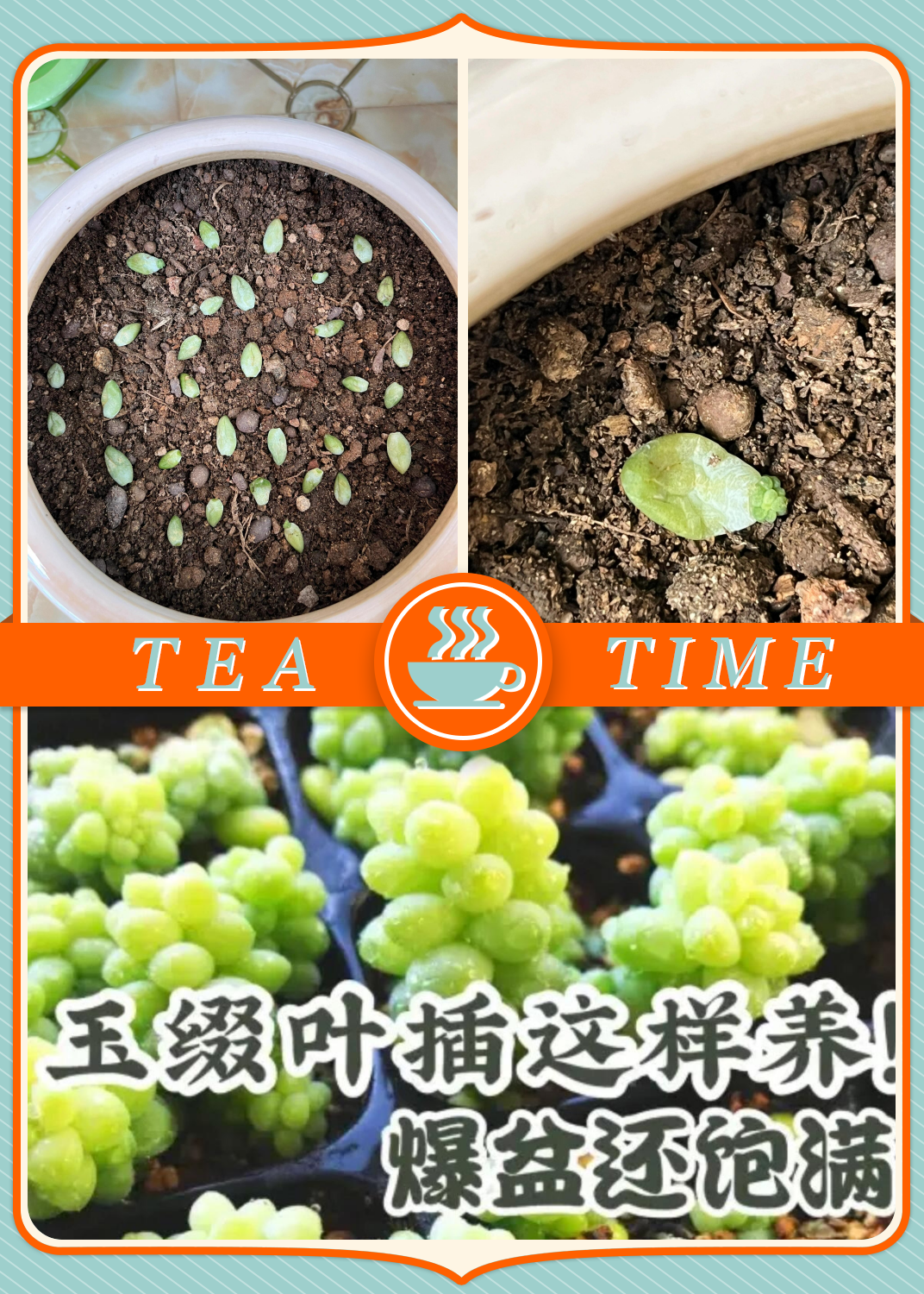 玉缀多肉能叶插玉缀多肉与叶插之美-第3张图片