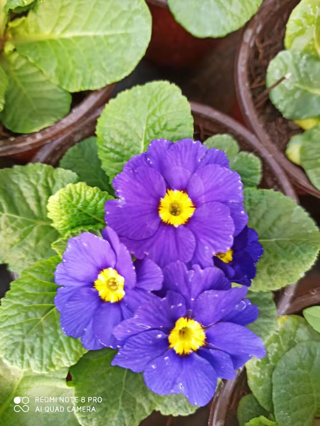 樱花草免费观看樱花草免费观看文章