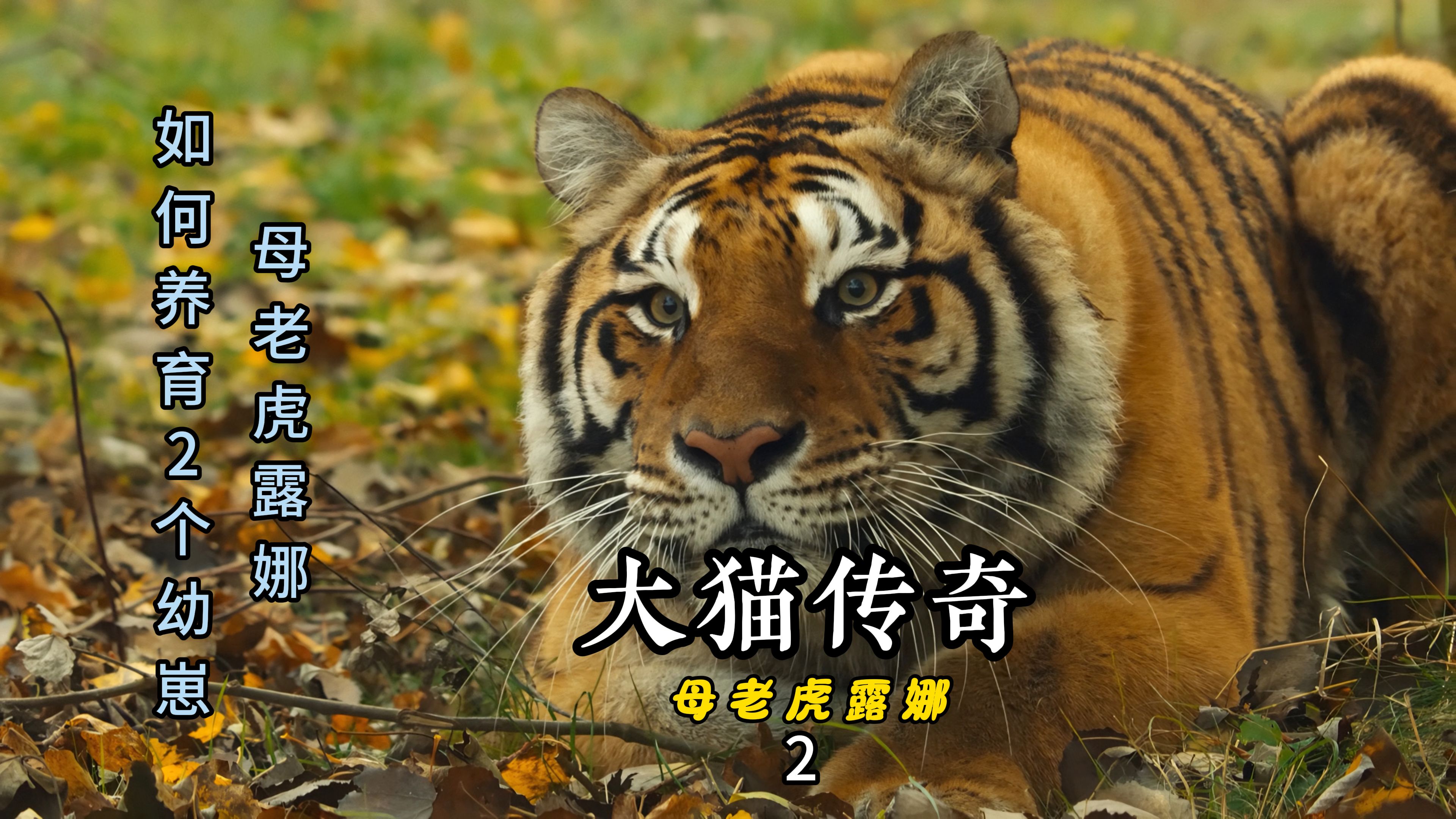 虎大威猛如虎虎大威，威武之魂-第2张图片