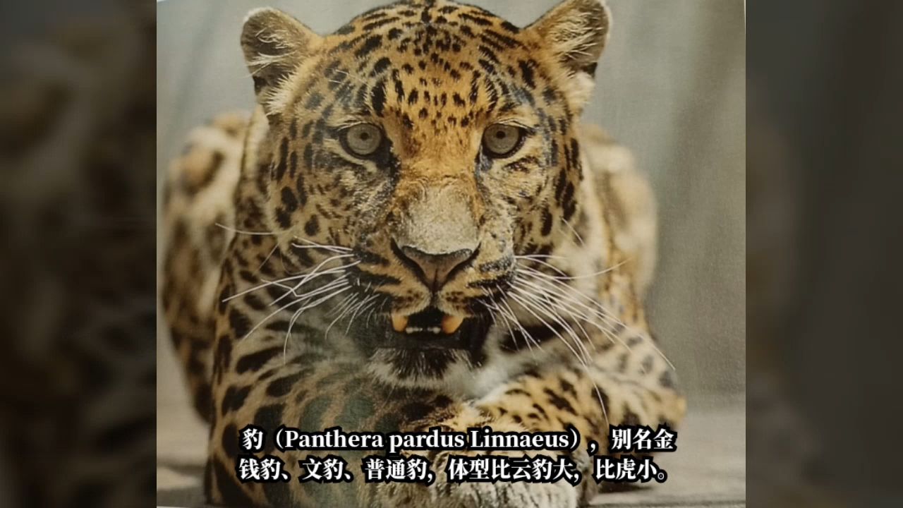 金钱豹攻略-第2张图片