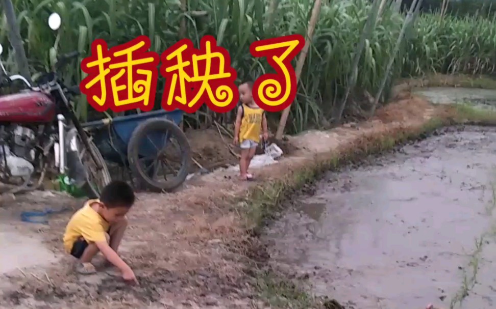 夫妻间100间插秧法人民网夫妻间100间插秧法，携手共耕田园生活-第2张图片