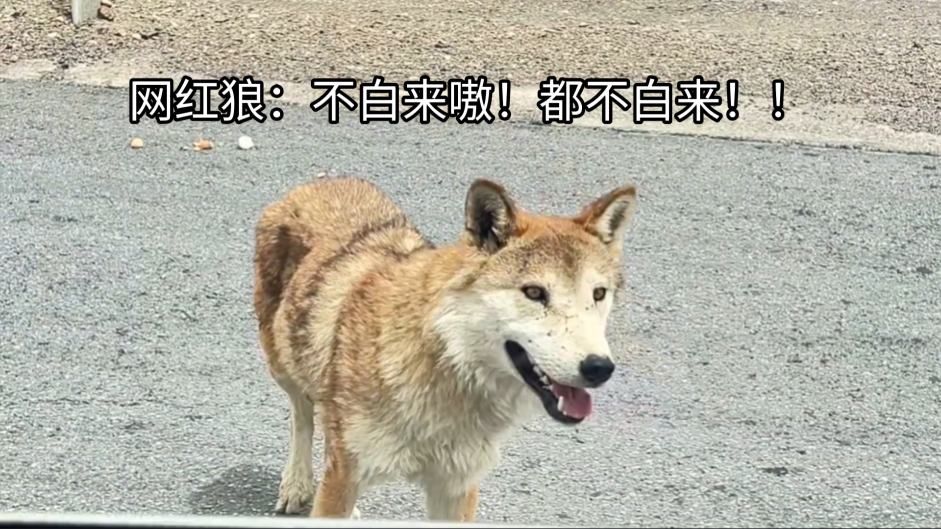 广西狼精英主论坛，探索狼性精神的卓越之地-第1张图片