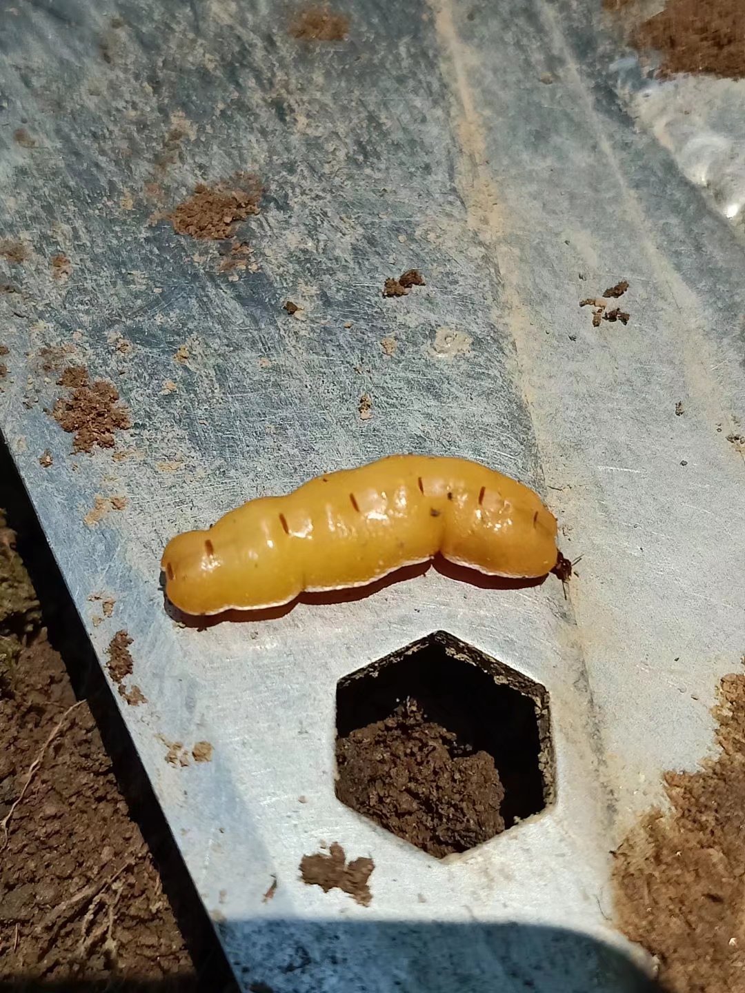 白蚁喜欢甜味易分解的食材吗白蚁喜欢甜味易分解食材的探索-第2张图片