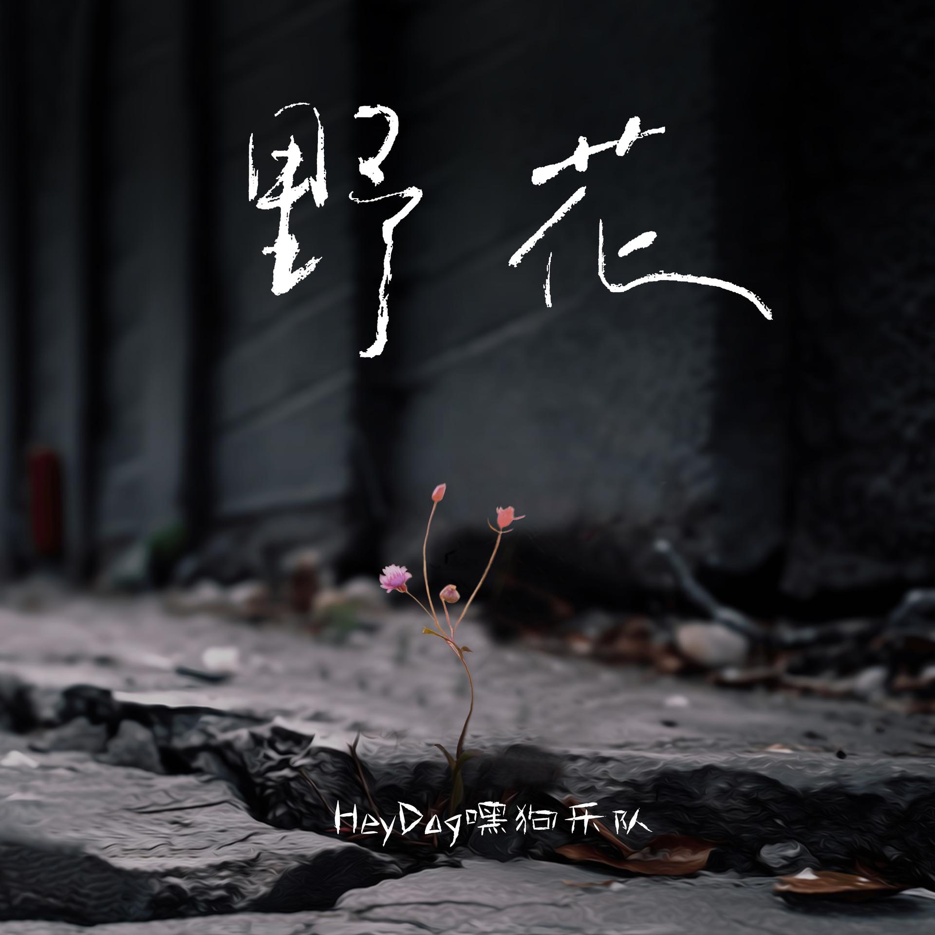 野花视频在线观看与在线观看体验