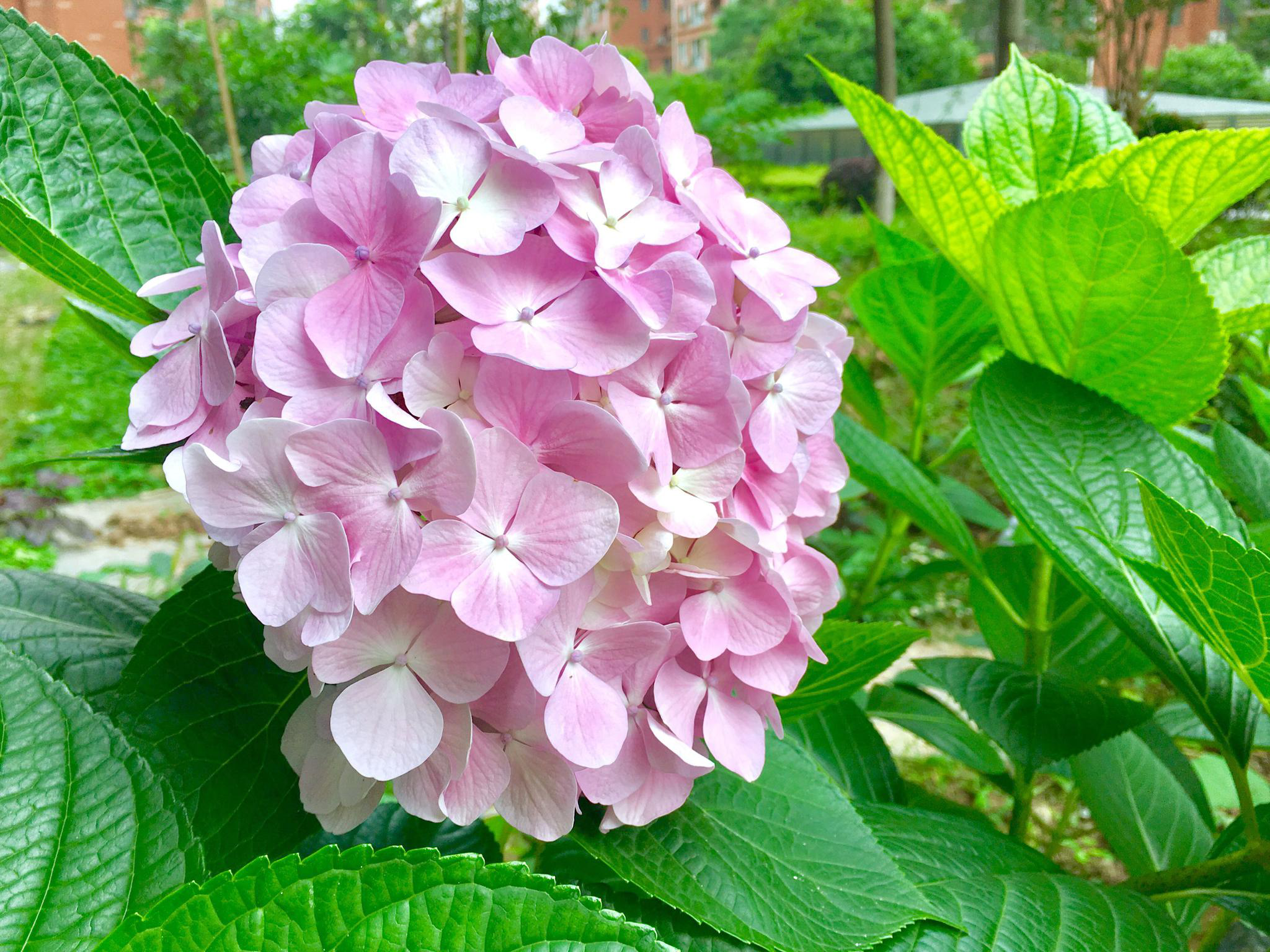 抽打花核容紫抽打花核