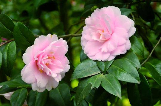 色花堂色花堂，绽放的神秘世界