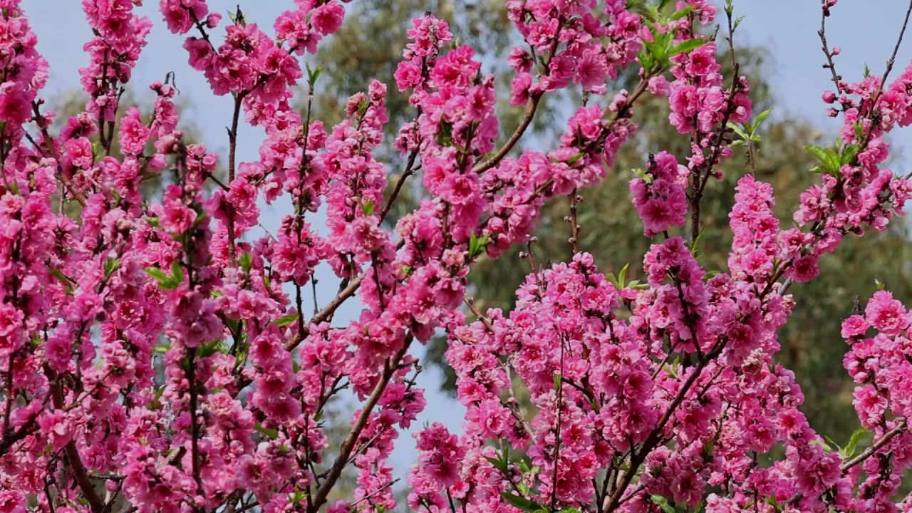 桃花在线视频高清免费播放