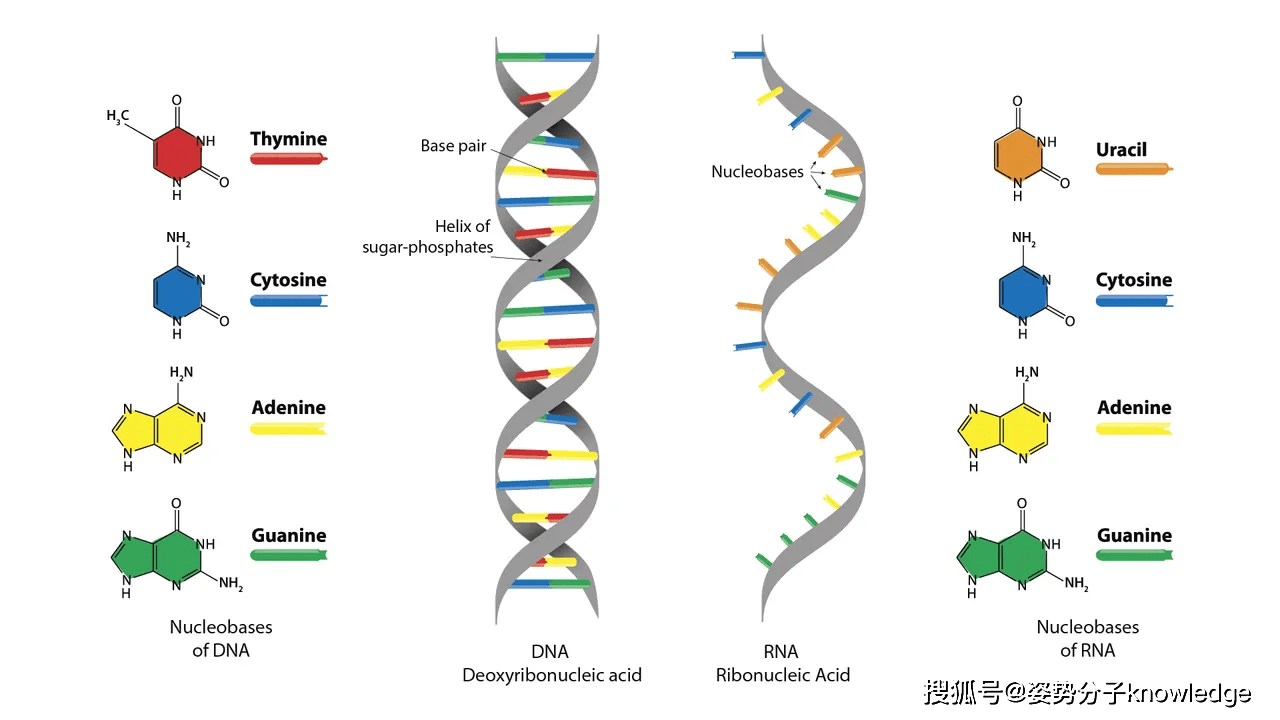 rna的配对RNA与DNA配对，生命之谜-第2张图片