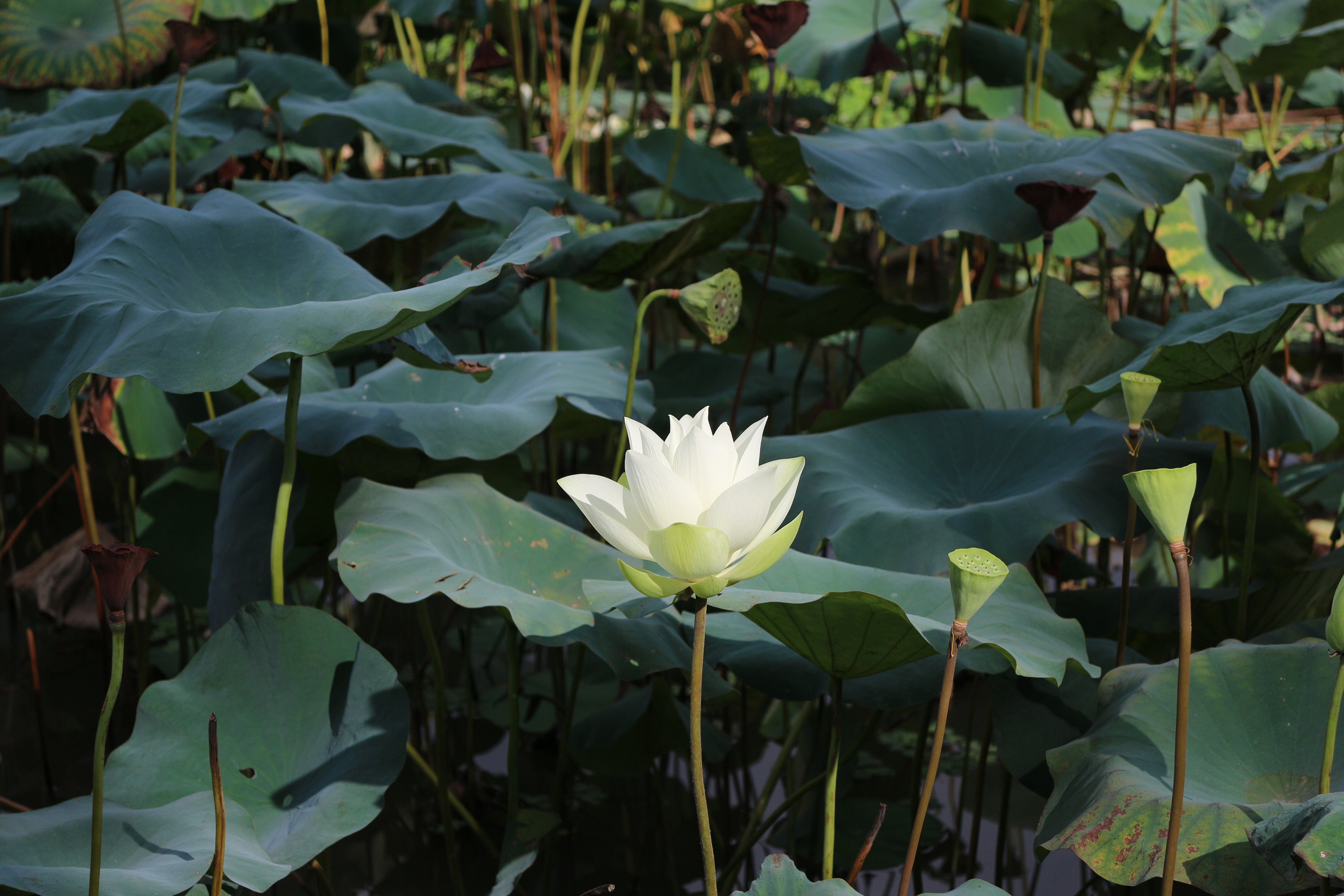出水芙蓉什么意思出水芙蓉，美的象征与寓意