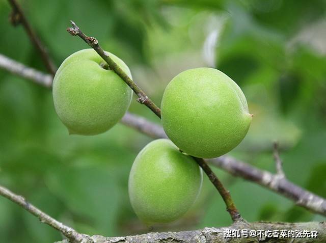青梅不经C1VH视频青梅不经C.1VH，一种独特的文化现象-第2张图片