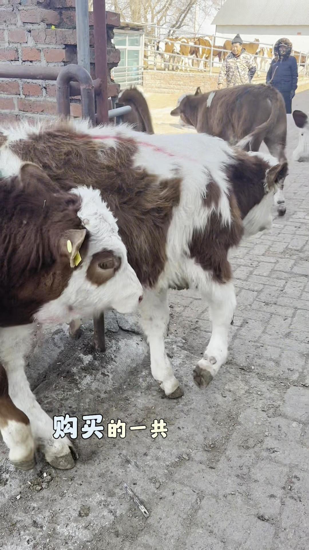 一起牛，共享牛业的美好未来-第1张图片