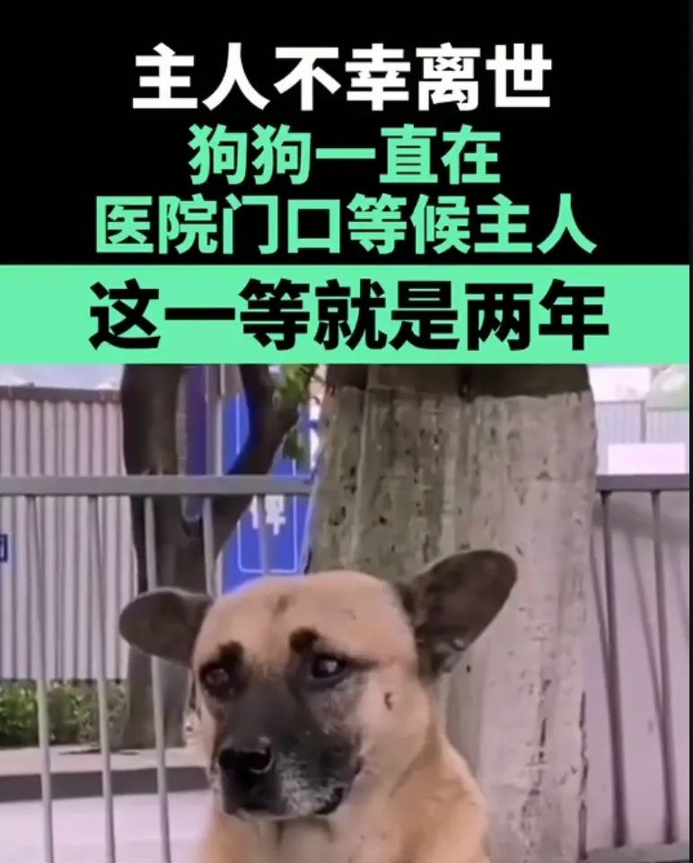 狗配人会锁住多长时间能分开电影狗配人会锁住多长时间能分开-第2张图片