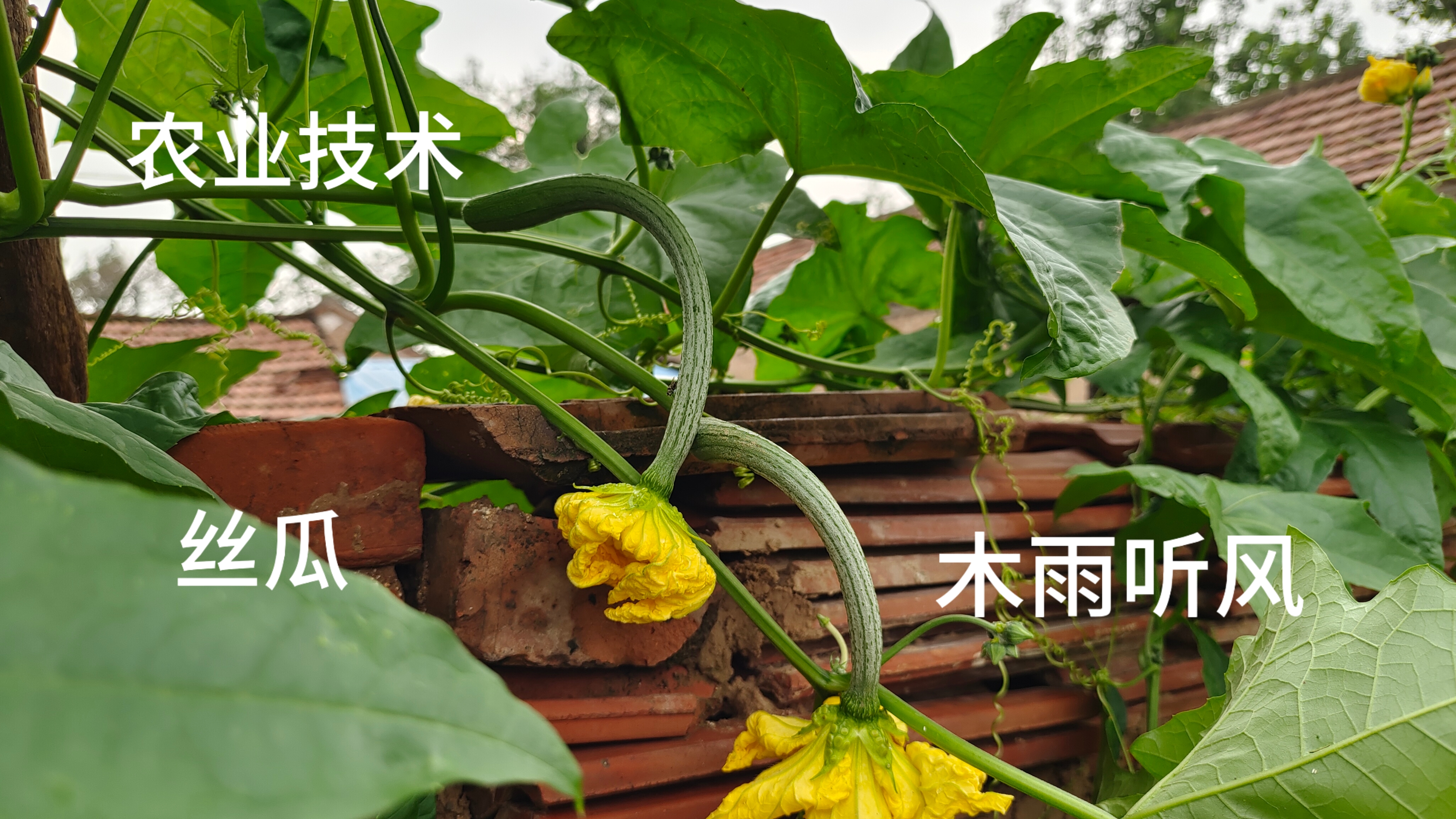 丝瓜视频，未成年禁止观看内容指南-第2张图片