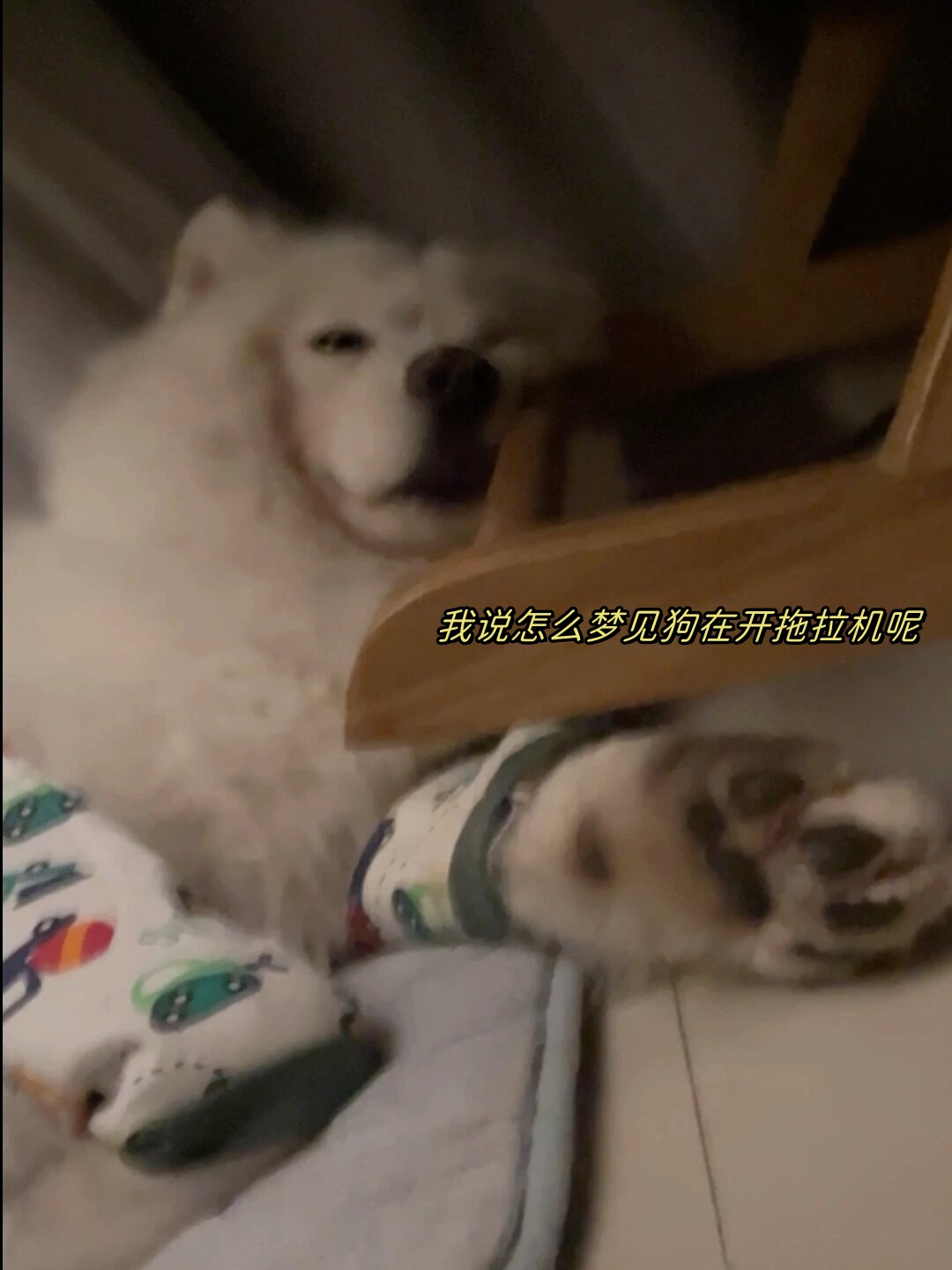 我家狗狗日了我-第2张图片