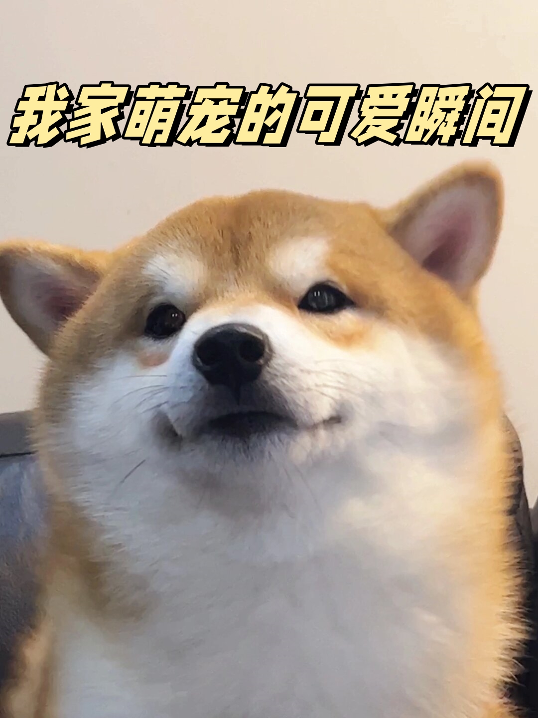 我家狗狗一天上我一次我家狗狗的一天
