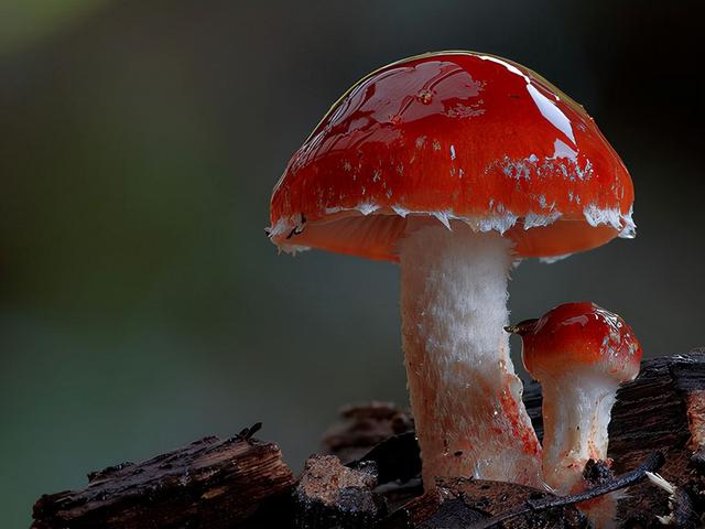 蘑菇视频HD在线观看OK影院蘑菇视频HD在线，探索高清视频的魅力-第2张图片