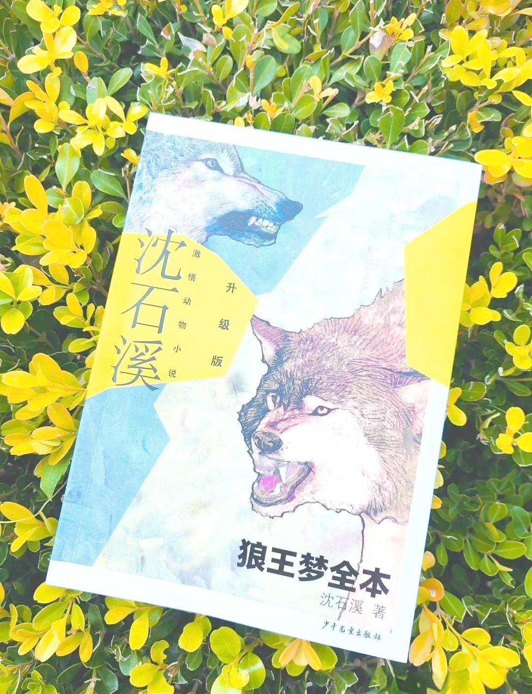 广西的狼精英论坛 广西的狼杀1肖论坛广西狼精英论坛，探索狼性精神的卓越之地