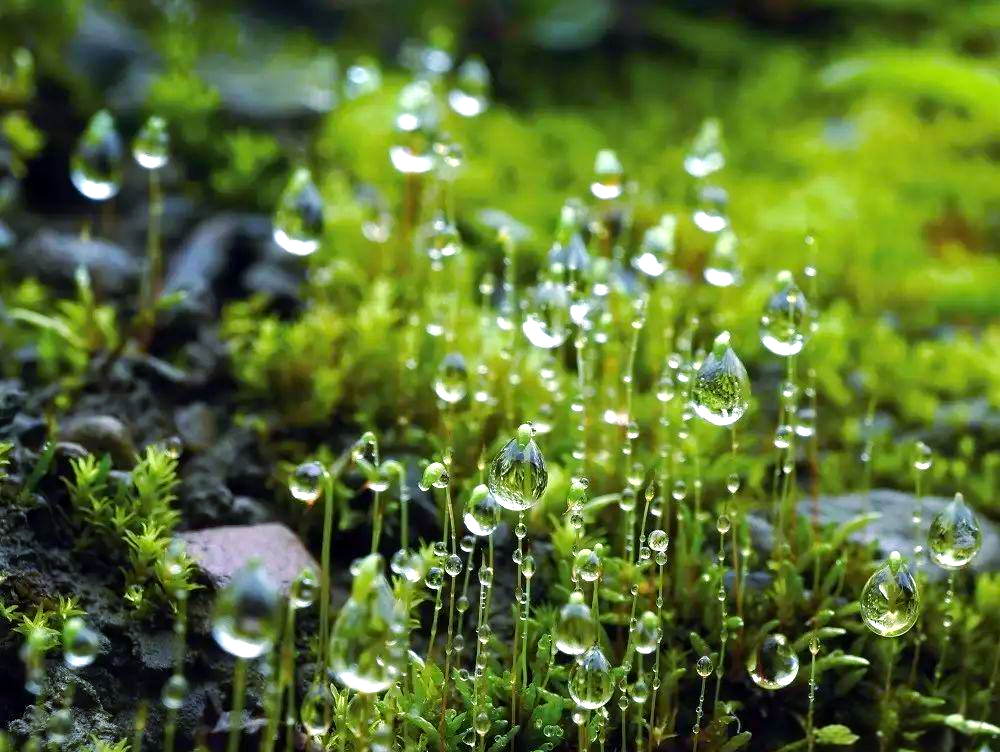 黄石苔藓奇观探秘-第1张图片