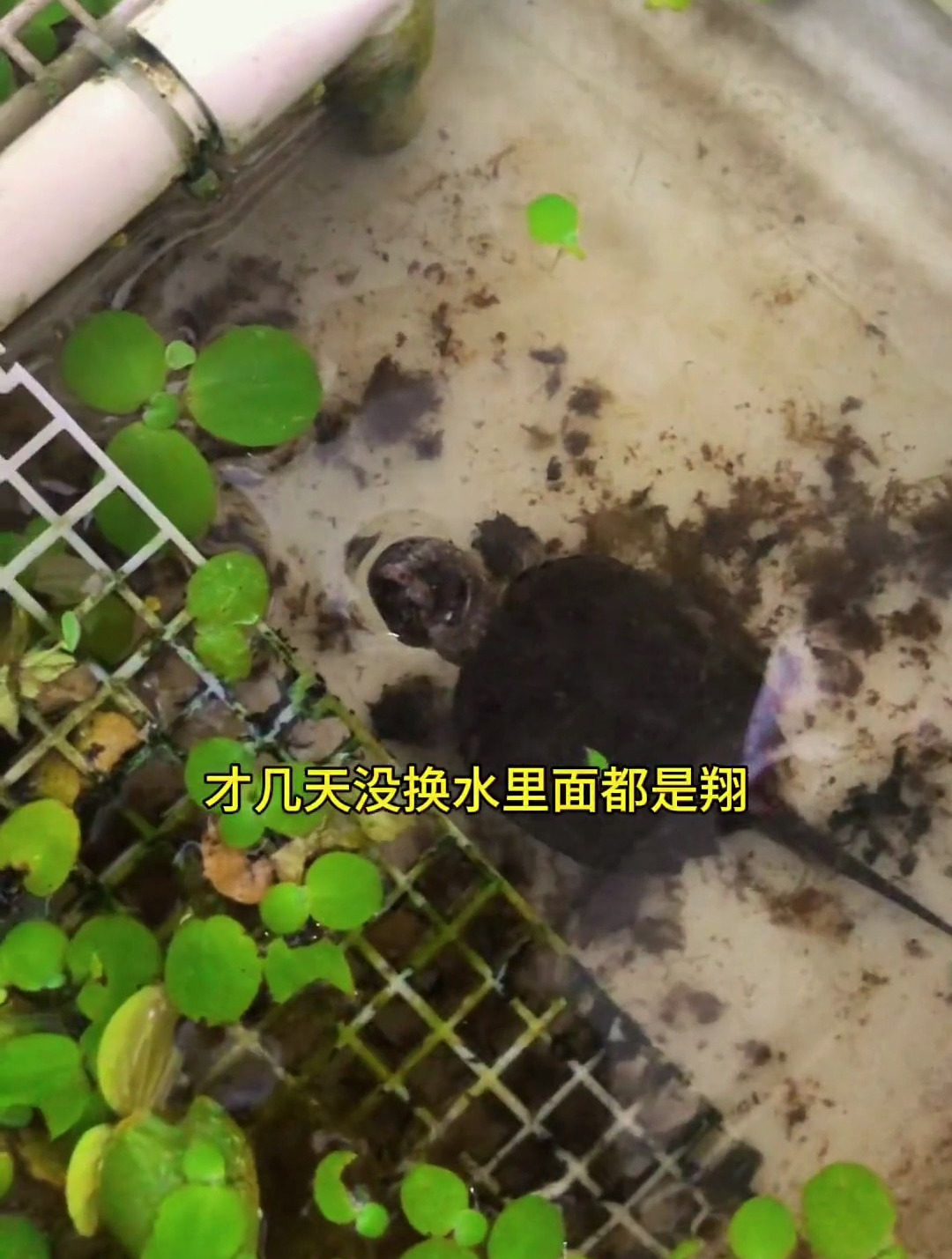 才几天不见，水市场如此火爆！是否有人要？-第2张图片
