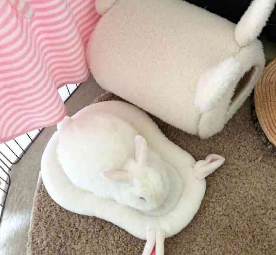 老师的小兔子好大好软